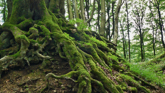 old tree with moss