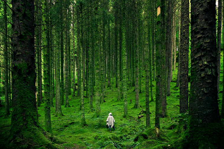 Viriditas Energy - Photo of person walking through woods